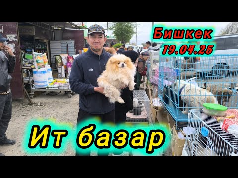 Видео: Ит базар Бишкек. #собачийрынок #итбазар #тоокбазар #малбазар #барахолка #жаймабазар
