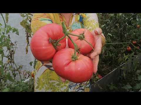 Видео: ПОЛИВАЮ ОБРЕЗАЮ ПОДВЯЗЫВАЮ ТОМАТЫ | МОЯ ПРАКТИКА ВЫРАЩИВАНИЯ ТОМАТОВ