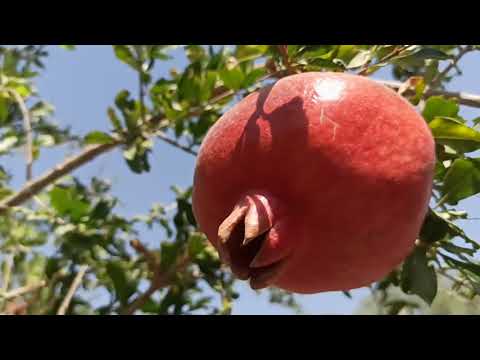 Видео: Анар өстүрүү боюнча ...