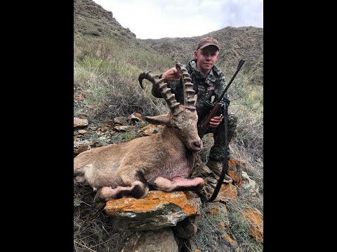 Видео: Охота на Сибирского Горного Козла. Республика Тыва.