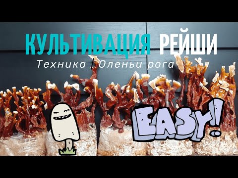 Видео: Выращивание грибов Рейши ! Техника - Оленьи рога