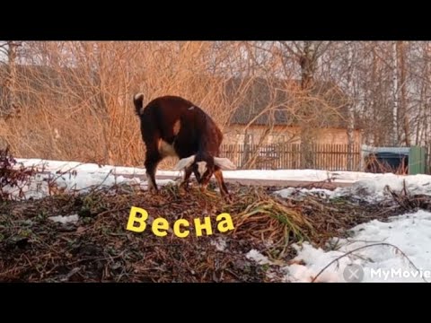 Видео: Коза котилась а молока нет! Почему?