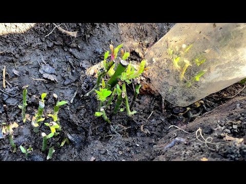 Видео: ОСЕННЕЕ ЧЕРЕНКОВАНИЕ РОЗ - УСПЕШНЫЙ РЕЗУЛЬТАТ.