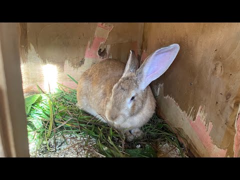 Видео: Обзор кроликов🐇26.09.24🐰✨