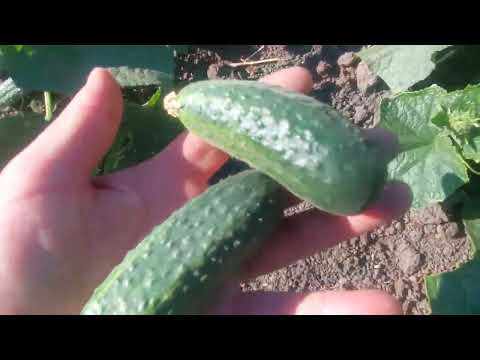 Видео: Життя в селі//Помідори без поливу і  підв'язки// Дощу не має,але все росте.