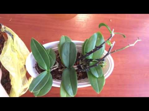 Видео: Мини-орхидеи: уход и пересадка
