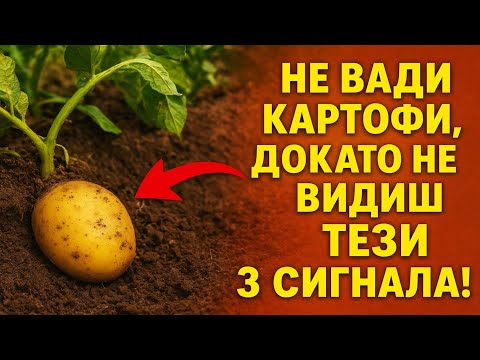 Видео: Не вади картофи, докато не видиш ТЕЗИ 3 СИГНАЛА!