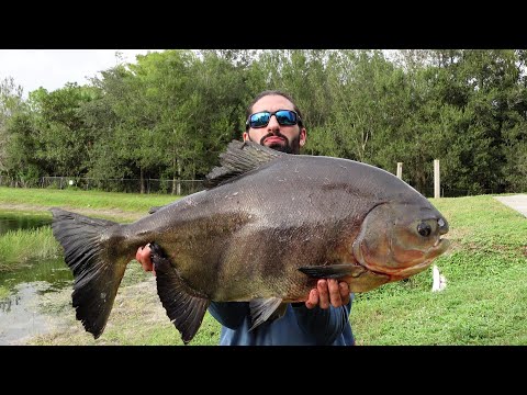 Видео: Ловля огромной амазонской рыбы на юго-западе Флориды