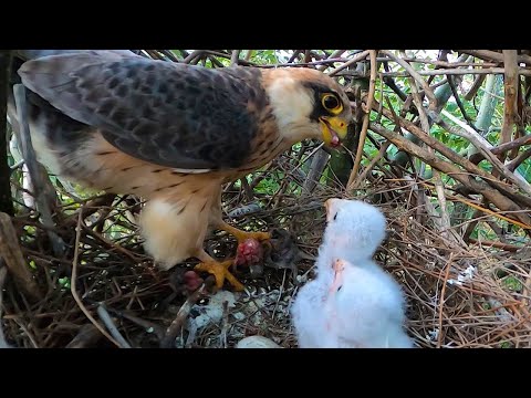 Видео: Гнездо Кобчика / Кормление птенцов / Red-footed falcon nest