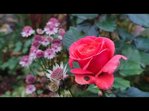 Видео: Садовод-бунтарка👩‍🌾Не сдаюсь осени, продлеваю декоративность сада🌿