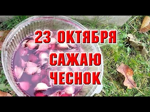 Видео: 23 октября.  Сажаю чеснок