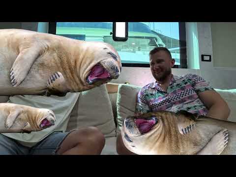 Видео: Небольшое интервью про кайтсафари про кайт и про все все все.