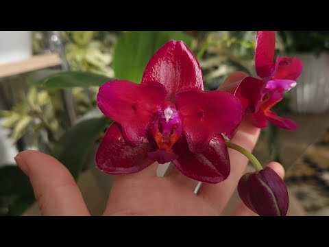 Видео: Орхидеи балуют новыми роспусками😍 пройти мимо просто невозможно🤤