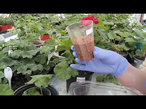 Видео: Черенкование пеларгонии. Основные правила для успешного укоренения.