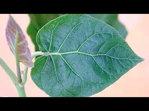 Видео: ТОМАТНОЕ ДЕРЕВО ЗИМОЙ * ЦИФОМАНДРА