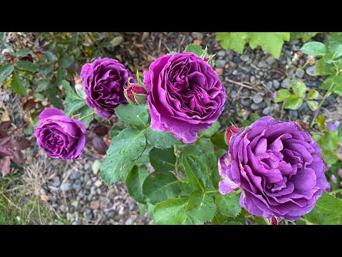 Видео: Троянди вересня - яка ж зараз у них насичена барва! Quicksilver, Hommage, Novalis, Minerva та інші