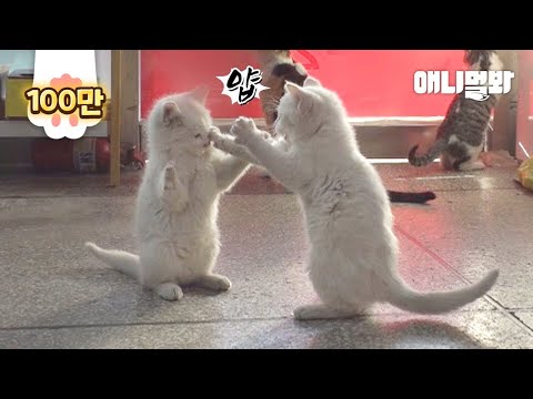 Видео: Что мама-кошка делала каждый день, чтобы ее котята не голодали