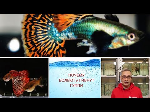Видео: ПОЧЕМУ БОЛЕЮТ и ГИБНУТ ГУППИ / WHY DO GUPPIES GET SICK AND DIE