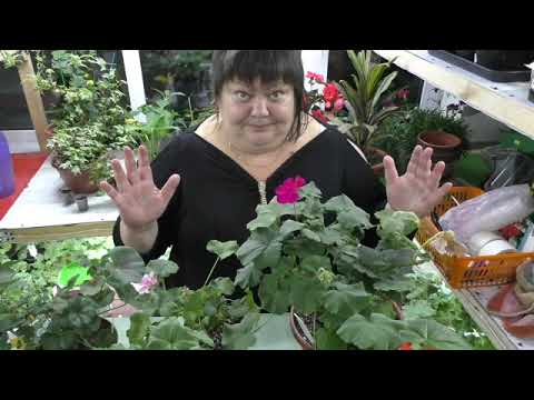 Видео: пеларгонии в октябре. что делаю..часть1