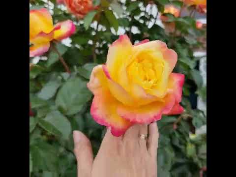 Видео: Штамбовые розы в моем саду. Часть 1