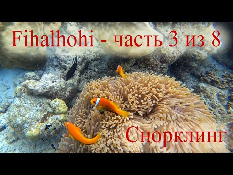 Видео: Мальдивы, Fihalhohi Island Resort - Часть 3 из 8 - Снорклинг на домашнем рифе