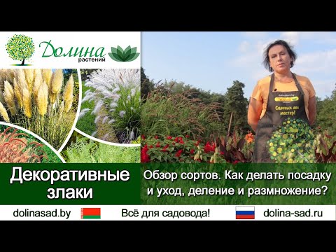 Видео: ДЕКОРАТИВНЫЕ ЗЛАКИ для сада: обзор, уход, посадка и деление