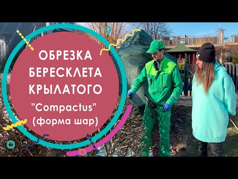 Видео: Обрезка бересклета крылатого "Compactus" (форма шар)