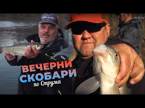 Видео: Вечерни СКОБАРИ по СТРУМА