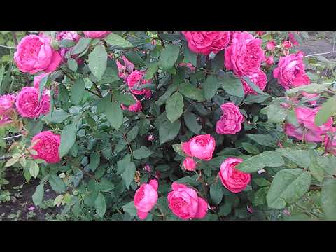 Видео: Роза  Д. Остина:Бенджамин Бритен🌹- цветение , описание сора , отзыв💕