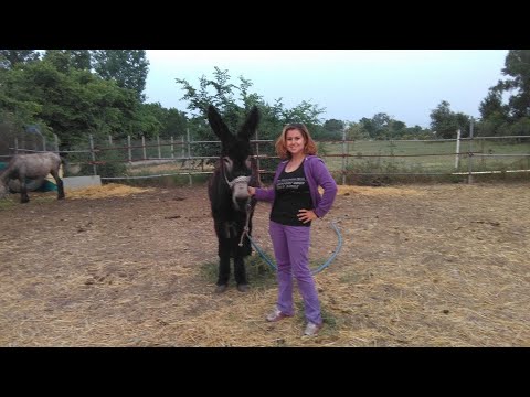 Видео: ЗАЧЕМ МНЕ НУЖНЫ ЭТИ МУЛЫ И ОСЛЫ ? - отвечаю на вопросы зрителей... // Horses, Donkeys & Mules 2020