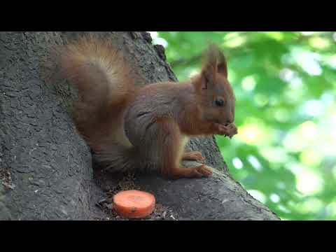 Видео: Бельчонок. Зарисовка / Squirrel baby. Sketch