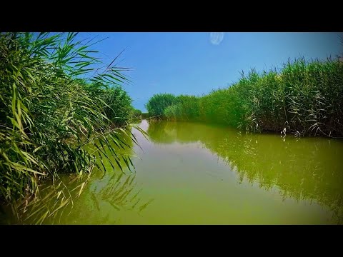 Видео: ОЗЕРО ЧУДЕС,САЗАНЫ МОНСТРЫ.ТРОФЕЙ ЗА ТРОФЕЕМ.СУДАК АТАКУЕТ ПРИ КАЖДОМ ЗАБРОСЕ.РЫБАЛКА МЕЧТА!!