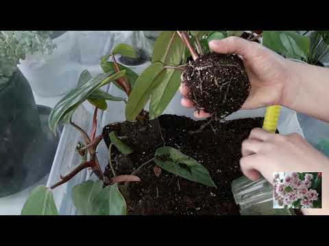 Видео: КОМНАТНЫЕ ЦВЕТЫ.ЦВЕТОЧНЫЕ ДЕЛА.Н'ДЖОЙ НА ОПОРЕ.