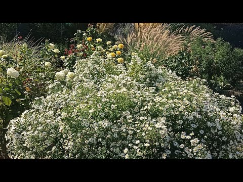 Видео: Найстарший куточок саду, досі в процесі пересадок і переробок
