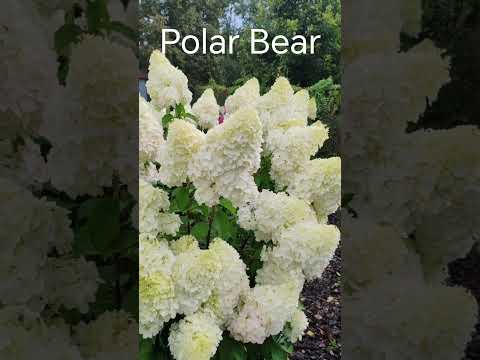 Видео: Гортензия Полярный медведь