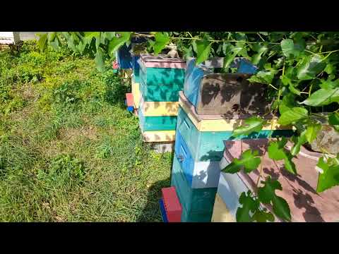 Видео: Хороший спосіб підсадки матки.