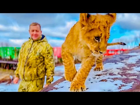 Видео: Большие львы восприняли маленького ШерХана НЕ ДРУЖЕЛЮБНО и обязательно УБЬЮТ его при возможности!