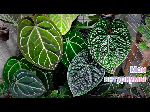 Видео: ОБЗОР ВСЕХ МОИХ АНТУРИУМОВ😍Как изменились за год?🤔Вывожу из витрины на полку-часть идёт на продажу😉