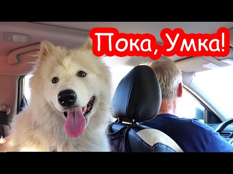 Видео: VLOG Мы отдали наших собак