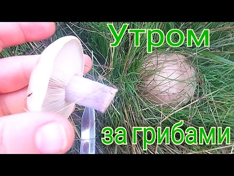 Видео: Продолжается сезон синеножок.  Рядовка лиловоногая очень вкусный гриб