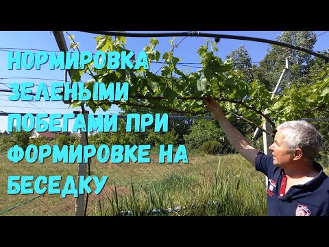 Видео: Нормировка зелеными побегами при формировке на беседку.