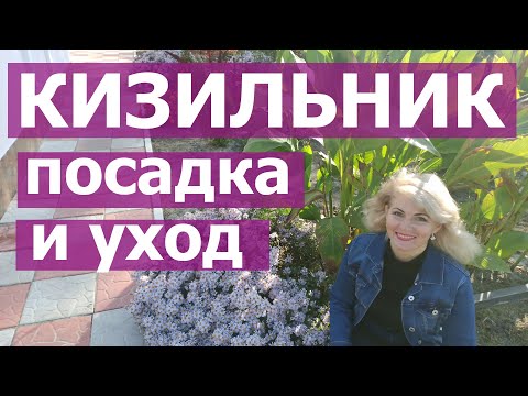 Видео: КАК САЖАТЬ КИЗИЛЬНИК. Как правильно посадить кизильник