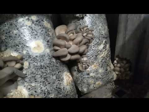 Видео: Грибы Вешенка без Света Вентиляции Отопления и Увлажнения Нестандартное Выращивание Грибов