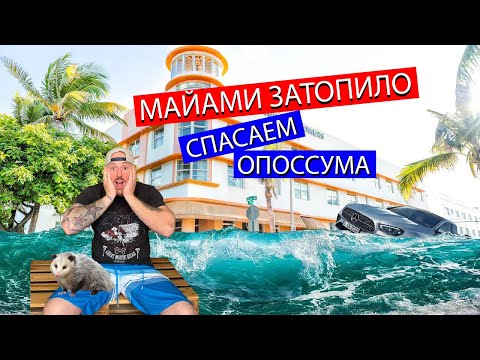 Видео: МАЙАМИ ЗАТОПИЛО.Спасаем опоссума. VLOG