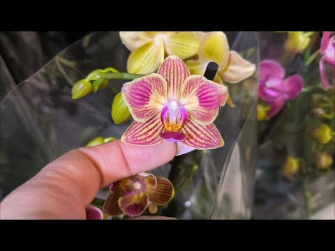 Видео: Обзор Флорэвиль. Поймала шикарную бабочку стандарт 😍🦋
