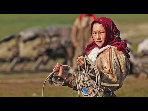 Видео: Почему ненцы кочуют. Сколько оленей на Ямале. Как оленеводы ориентируются в тундре | Факты