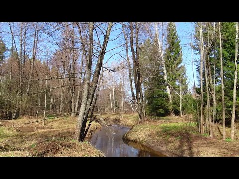 Видео: Речка в весеннем лесу.