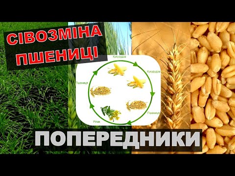 Видео: Які Попередники для пшениці?Сівозміна пшениці.Після яких культур сіяти пшеницю?Яка Краща сівозміна?