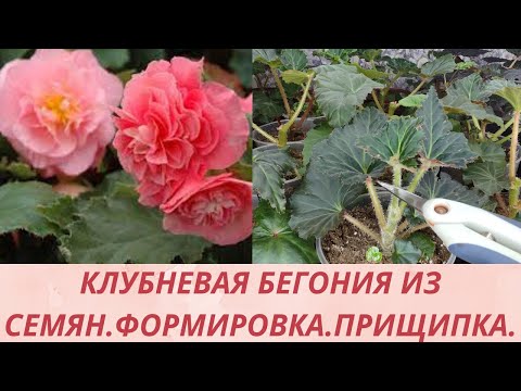 Видео: Бегония. Обрезка пришипка бегонии. Формирую красивый пышный куст. Основной уход для роста бегоний.