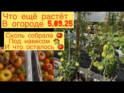 Видео: ЧТО ЕЩЁ РАСТЁТ В ОГОРОДЕ НА 5.09.25👩‍🌾СОБРАЛА ТОМАТЫ🍅СКОЛЬКО ЕЩЁ ОСТАЛОСЬ 🍅👩‍🌾